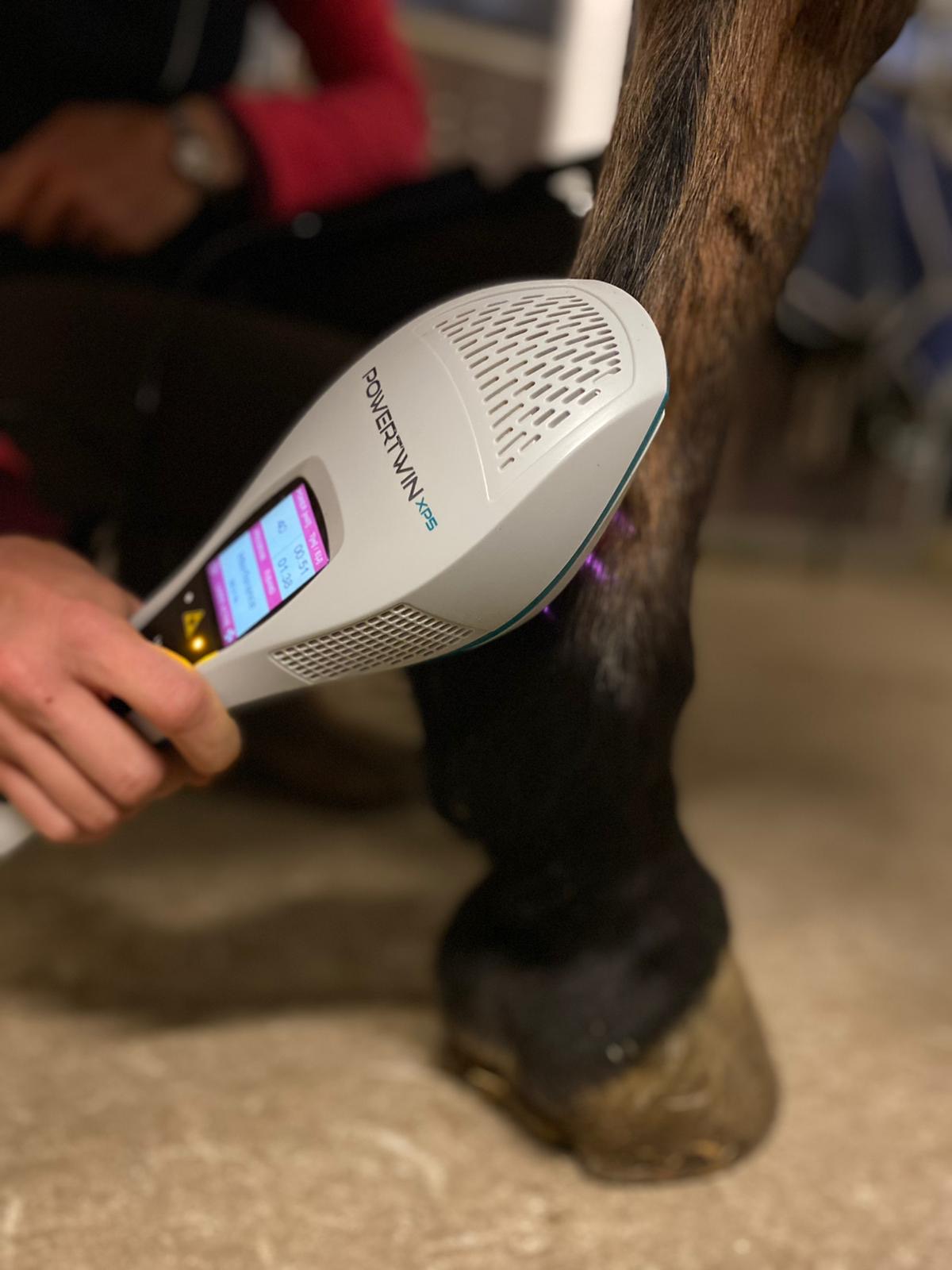 Lasertherapie am Bein eines Pferdes